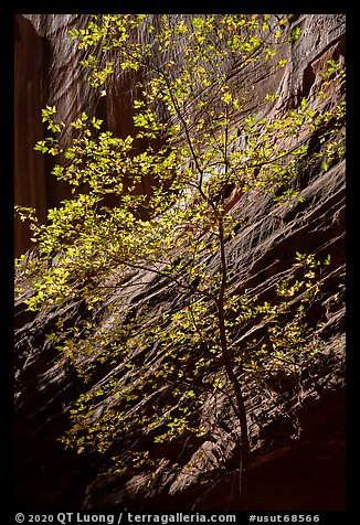 Tree and sunlit canyon wall, Long Canyon. Grand Staircase Escalante National Monument, Utah, USA (color)