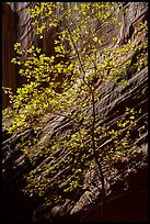 Tree and sunlit canyon wall, Long Canyon. Grand Staircase Escalante National Monument, Utah, USA ( color)