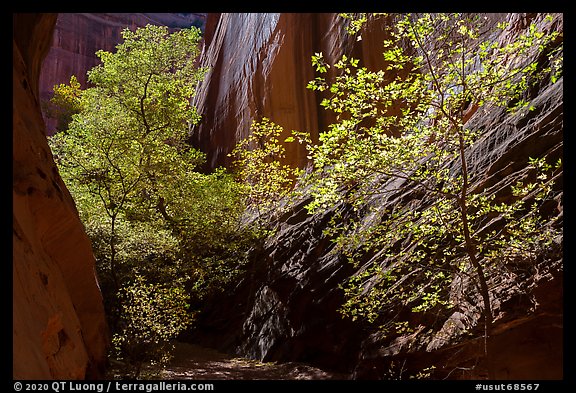 Sunlit trees in narrow canyon, Long Canyon. Grand Staircase Escalante National Monument, Utah, USA