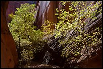 Sunlit trees in narrow canyon, Long Canyon. Grand Staircase Escalante National Monument, Utah, USA ( color)