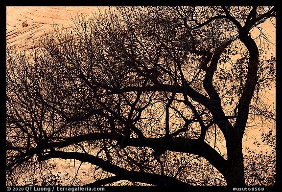 Tree silhouette and canyon wall, Long Canyon. Grand Staircase Escalante National Monument, Utah, USA (color)