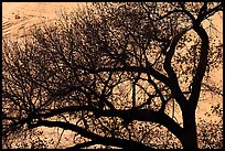 Tree silhouette and canyon wall, Long Canyon. Grand Staircase Escalante National Monument, Utah, USA ( color)