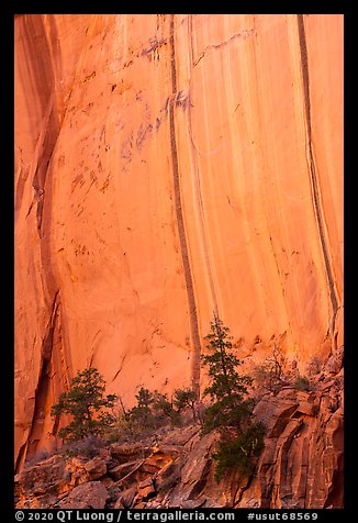 Trees and cliff with desert varnish in Kayenta Sandstone, Long Canyon. Grand Staircase Escalante National Monument, Utah, USA (color)