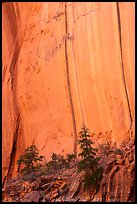 Trees and cliff with desert varnish in Kayenta Sandstone, Long Canyon. Grand Staircase Escalante National Monument, Utah, USA ( color)
