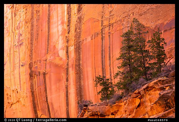 Desert varnish striations and pine trees, Long Canyon. Grand Staircase Escalante National Monument, Utah, USA (color)