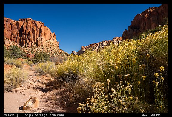 Blooms and wash in Long Canyon. Grand Staircase Escalante National Monument, Utah, USA (color)