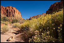 Blooms and wash in Long Canyon. Grand Staircase Escalante National Monument, Utah, USA ( color)