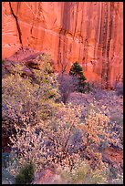 Trees in fall foliage and cliffs with desert varnish, Long Canyon. Grand Staircase Escalante National Monument, Utah, USA ( color)