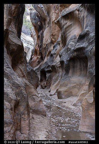Slot canyon with Willis Creek flowing. Grand Staircase Escalante National Monument, Utah, USA (color)