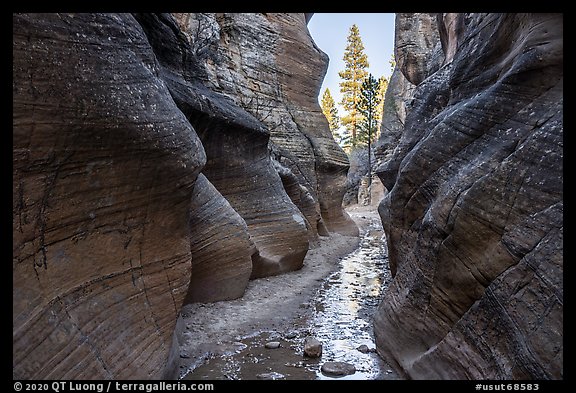 Willis Creek narrows framing pine trees. Grand Staircase Escalante National Monument, Utah, USA (color)