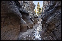 Willis Creek narrows framing pine trees. Grand Staircase Escalante National Monument, Utah, USA ( color)