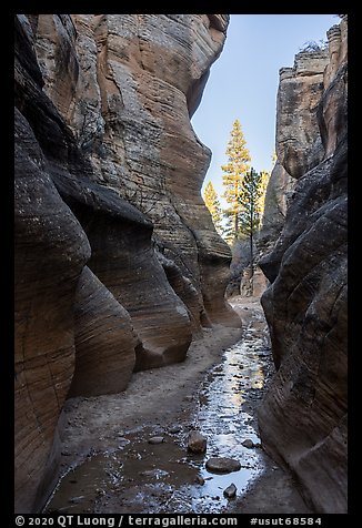 Willis Creek narrows framing pine trees. Grand Staircase Escalante National Monument, Utah, USA (color)