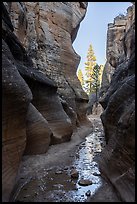 Willis Creek narrows framing pine trees. Grand Staircase Escalante National Monument, Utah, USA ( color)