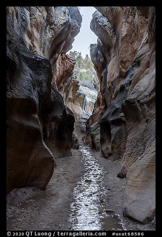 Willis Creek flowing in narrows. Grand Staircase Escalante National Monument, Utah, USA (color)