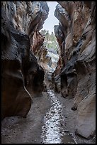 Willis Creek flowing in narrows. Grand Staircase Escalante National Monument, Utah, USA ( color)
