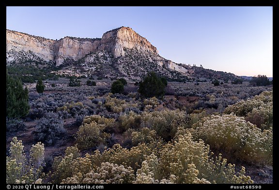Blooms and sandstone walls, Johnson Canyon. Grand Staircase Escalante National Monument, Utah, USA (color)