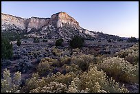 Blooms and sandstone walls, Johnson Canyon. Grand Staircase Escalante National Monument, Utah, USA ( color)