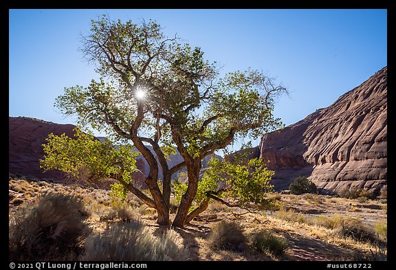 Cottonwood and sun. Paria Canyon Vermilion Cliffs Wilderness, Arizona, USA (color)