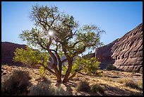 Cottonwood and sun. Paria Canyon Vermilion Cliffs Wilderness, Arizona, USA ( color)