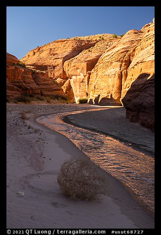 Tumbleweed, Paria River and sunlit cliffs. Paria Canyon Vermilion Cliffs Wilderness, Arizona, USA (color)