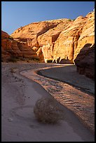 Tumbleweed, Paria River and sunlit cliffs. Paria Canyon Vermilion Cliffs Wilderness, Arizona, USA ( color)