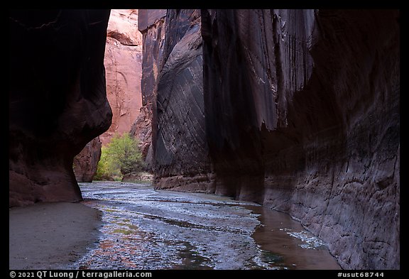 Dark walls and trees, Buckskin Gulch. Paria Canyon Vermilion Cliffs Wilderness, Arizona, USA (color)