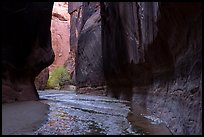 Dark walls and trees, Buckskin Gulch. Paria Canyon Vermilion Cliffs Wilderness, Arizona, USA ( color)