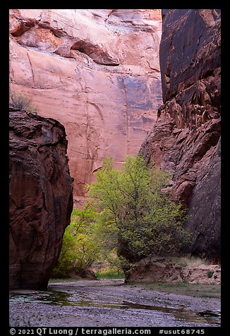 Trees and canyon walls, Buckskin Gulch. Paria Canyon Vermilion Cliffs Wilderness, Arizona, USA (color)