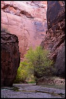 Trees and canyon walls, Buckskin Gulch. Paria Canyon Vermilion Cliffs Wilderness, Arizona, USA ( color)