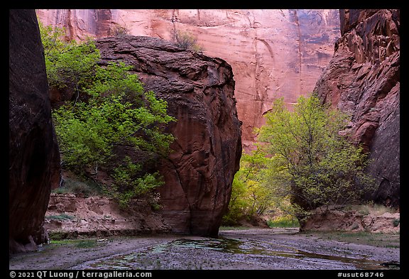 Trees in Buckskin Gulch. Paria Canyon Vermilion Cliffs Wilderness, Arizona, USA (color)