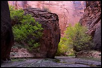 Trees in Buckskin Gulch. Paria Canyon Vermilion Cliffs Wilderness, Arizona, USA ( color)