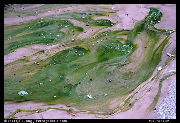 Pool with algae, Buckskin Gulch. Paria Canyon Vermilion Cliffs Wilderness, Arizona, USA (color)