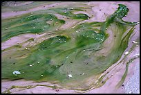 Pool with algae, Buckskin Gulch. Paria Canyon Vermilion Cliffs Wilderness, Arizona, USA ( color)