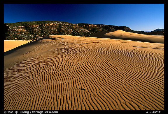 Rippled sand dune, late afternoon, Coral Pink Sand Dunes State Park. Utah, USA