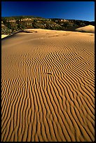 Ripples on sand dunes, late afternoon, Coral Pink Sand Dunes State Park. Utah, USA