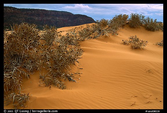Sand dunes and bushes, Coral Pink Sand Dunes State Park. Utah, USA