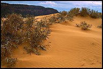Sand dunes and bushes, Coral Pink Sand Dunes State Park. Utah, USA (color)