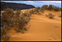 Sand dunes and bushes, Coral Pink Sand Dunes State Park. Utah, USA