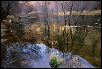 Canyon and tree reflections, Calf Creek, Grand Staircase Escalante National Monument. Utah, USA (color)