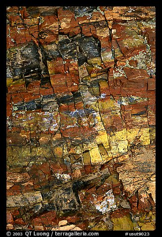 Petrified wood, Escalante Petrified Forest State Park. Utah, USA