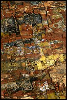 Petrified wood, Escalante Petrified Forest State Park. Utah, USA ( color)