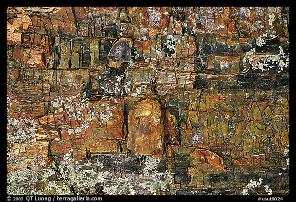 Petrified wood, Escalante Petrified Forest State Park. Utah, USA