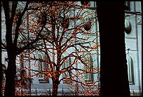 Christmas and Great Mormon Temple, Salt Lake City. Utah, USA ( color)