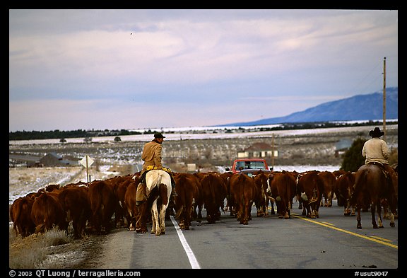 Cowboys escorting cattle. Utah, USA