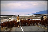 Cowboys escorting cattle. Utah, USA (color)