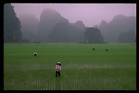 Rice fields among the karstic mountains of Tam Coc