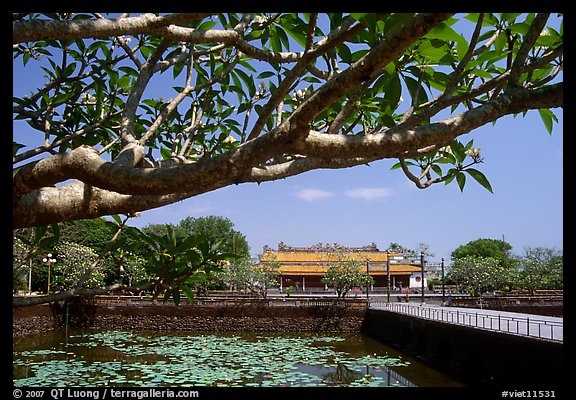 Plumeria tree, lotus pond, Thai Hoa palace (palace of supreme peace), citadel. Hue, Vietnam