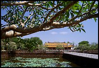 Plumeria tree, lotus pond, Thai Hoa palace (palace of supreme peace), citadel. Hue, Vietnam