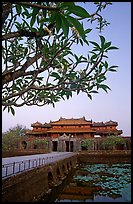 Plumeria trees, Ngo Mon Gate (Moon Gate), Hue citadel. Hue, Vietnam ( color)