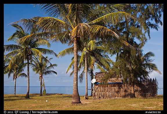 Palm trees, hut with satellite dish. Phu Quoc Island, Vietnam (color)